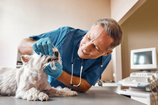 Best Emergency Tooth Extraction  in Fenton, MO